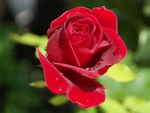 Rose rot